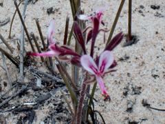 Pelargonium dipetalum