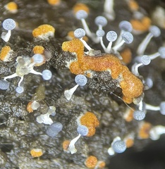 Physarum stellatum