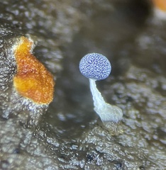 Physarum stellatum