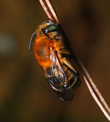 Amegilla florea