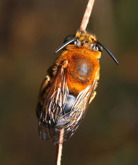 Amegilla florea