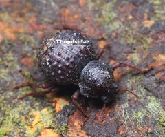 Annamosdara multidentata