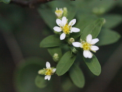 Aster baccharoides
