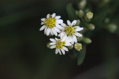 Aster baccharoides