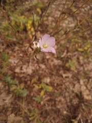 Linum hirsutum