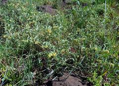 Hermannia althaeifolia