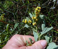 Hermannia althaeifolia
