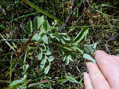 Hermannia althaeifolia