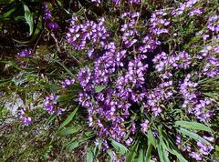 Polygala wittebergensis