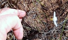 Oxalis polyphylla polyphylla