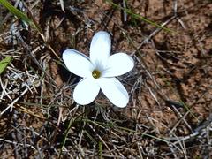 Oxalis polyphylla polyphylla