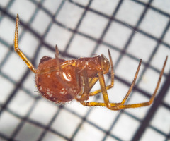 Steatoda triangulosa