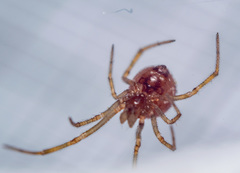 Steatoda triangulosa