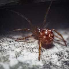 Steatoda triangulosa