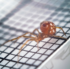 Steatoda triangulosa