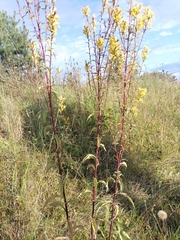 Solidago virgaurea taurica