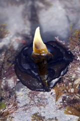 Undaria pinnatifida