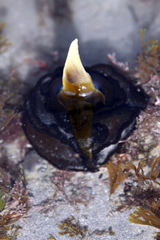 Undaria pinnatifida