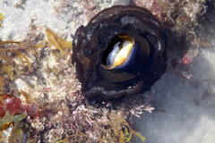 Undaria pinnatifida