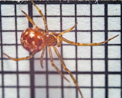 Steatoda triangulosa