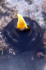 Undaria pinnatifida