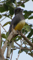 Trogon citreolus