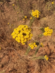 Phymaspermum athanasioides