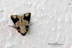Condica cupentia