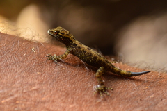 Cnemaspis goaensis