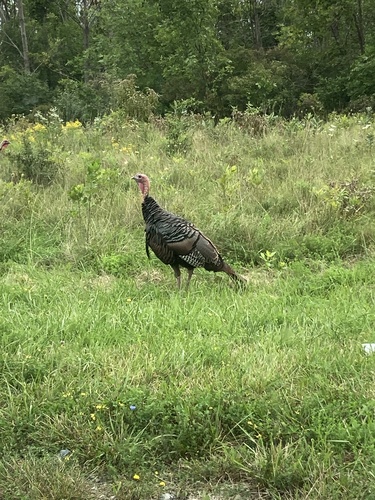 Wild Turkey photographed in New York