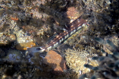 Pinguipes brasilianus