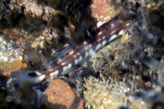 Pinguipes brasilianus