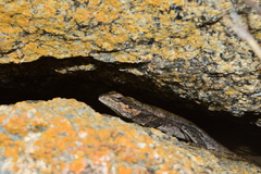 Psammophilus dorsalis