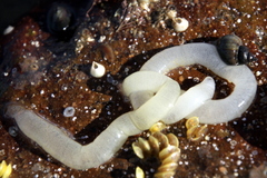 Pleurobranchaea maculata