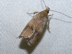 Psilocorsis quercicella