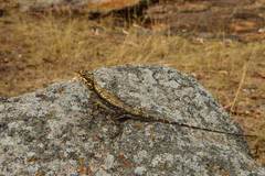 Psammophilus dorsalis