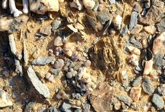 Tylecodon schaeferianus