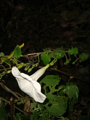 Ipomoea scopulorum
