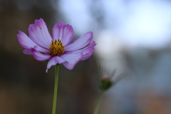 Cosmos bipinnatus