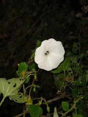Ipomoea scopulorum