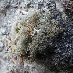 Sphaerophorus fragilis