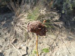 Cephalotelium macowanianum