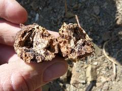 Cephalotelium macowanianum