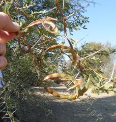Cephalotelium macowanianum