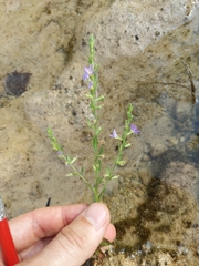 Lythrum ovalifolium