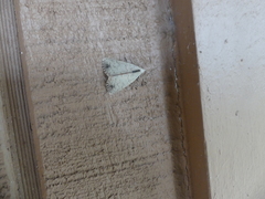 Scolecocampa liburna