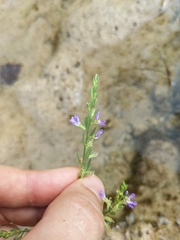 Lythrum ovalifolium