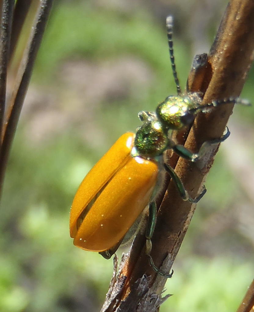 Prolytta lucida
