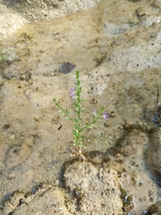 Lythrum ovalifolium