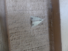 Scolecocampa liburna